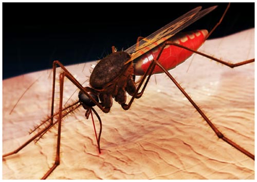 Ngiên cứu để làm cửa lưới chống muỗi tự dính.