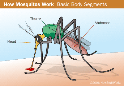 [Image: mosquito-parts.gif]