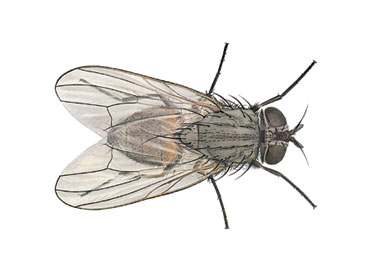 mam hoa gay benh tu ruoi